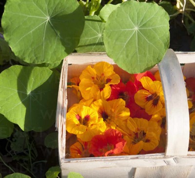 Nasturtium Orange Glitter 